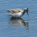 Juvenile pied avocet (4 weeks)