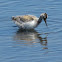 Juvenile pied avocet (4 weeks)