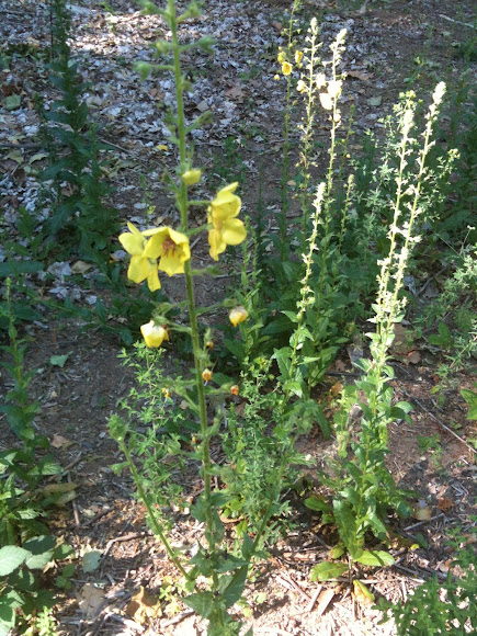 Spotting Image 1