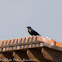 Spotless Starling; Estornino Negro