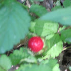 Wild strawberry