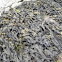 Ascophyllum nodosum (Algas. Knotted Kelp)