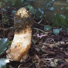 Common Stinkhorn