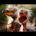 Yellow-crowned Night Heron
