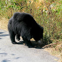 Sloth bear