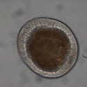 Ciliate