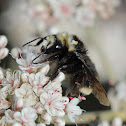 Digger Bee