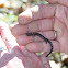 Jefferson Salamander