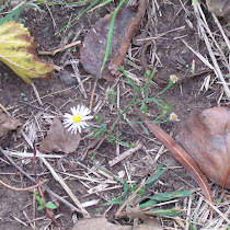 Biodiversity @ NW Oklahoma