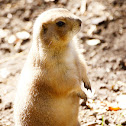 Black-tailed prairie dog