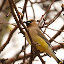 cedar waxwing