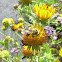 Common eastern bumble bee