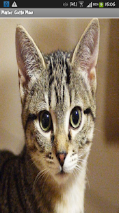 How to get Mister Gatto Miao 1.0 mod apk for laptop