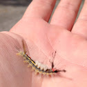 White-marked Tussock Moth Caterpillar