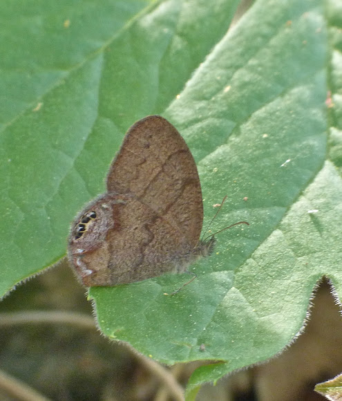 Spotting Image 1