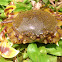 Spotted Moon Crab