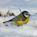 Blue tit