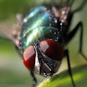 Bottle Fly