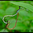 Damselflies~