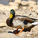 Mallard