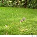 Eastern grey squirrel