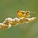 Zabulon Skipper