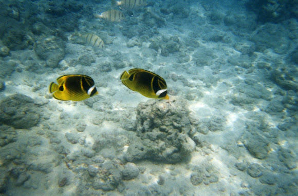Spotting Image 1