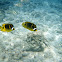Raccoon Butterflyfish