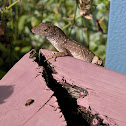 Cuban Brown Anole
