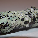 Dragons Skin?