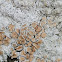 Lecanora muralis