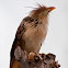 Guira Cuckoo