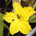 Spotted Cucumber Beetle