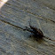 Brown Marmorated Stink Bug
