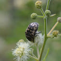 Opuntia Beetle