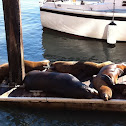 California Sea Lion