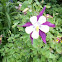 Columbine