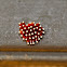 Assassin Bug Insect Eggs