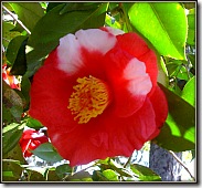 Camellia_179