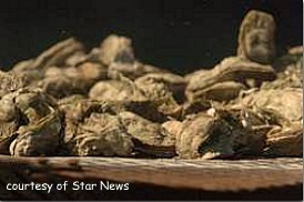 [Dixon Chapel oyster[9].jpg]