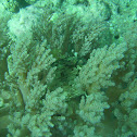 Fine-Spotted Porcupinefish