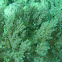 Fine-Spotted Porcupinefish