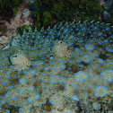 Peacock flounder