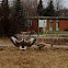 Chinese geese