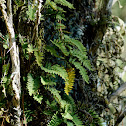 Resurrection Fern