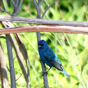 Indigo Bunting