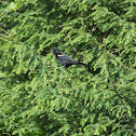 Red-Winged Blackbird
