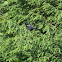 Red-Winged Blackbird
