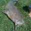 Catfish - pesce gatto