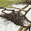 Eagle's nest